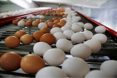 Производители предложили заморозить цены на птицу и яйца