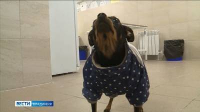 Владимирские врачи поставили на лапы собаку после операции на мозге