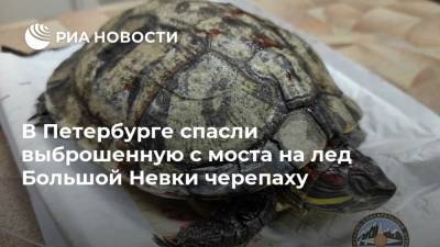 В Петербурге спасли выброшенную с моста на лед Большой Невки черепаху