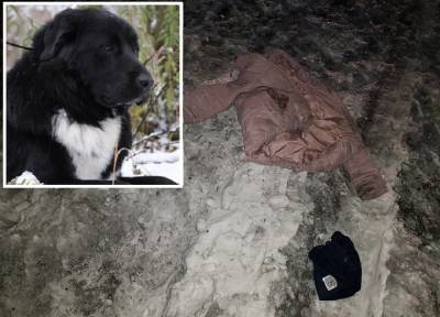 Хозяева не сажали их на привязь: соседские овчарки насмерть растерзали женщину в Кызыле