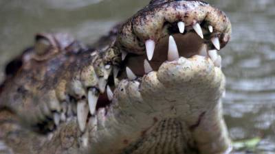 В Австралии крокодил напал на мужчину