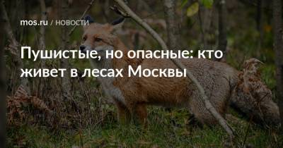 Пушистые, но опасные: кто живет в лесах Москвы