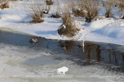 Хэппи-энд и новая жизнь. Как в Беловежской пуще отпускали на волю лебедя, спасенного в мороз