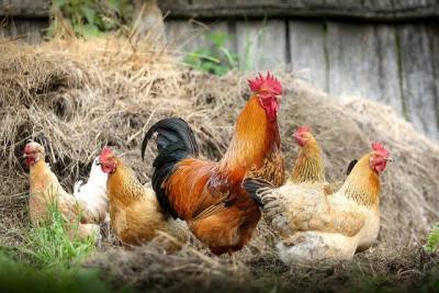 Россельхознадзор запретил ввозить птицу и яйца из трёх регионов Чехии