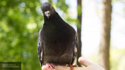 Биолог рассказал, чем опасны городские голуби