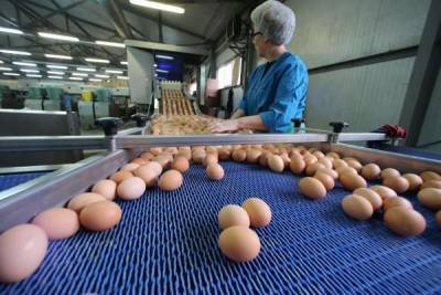 Чтобы сдержать цены яйца, Минсельхоз поддержит птицеводов коротким кредитом