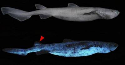 Ученые обнаружили гигантскую светящуюся акулу: теперь новый рекордсмен