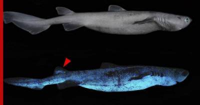 Светящиеся акулы обнаружены у берегов Новой Зеландии