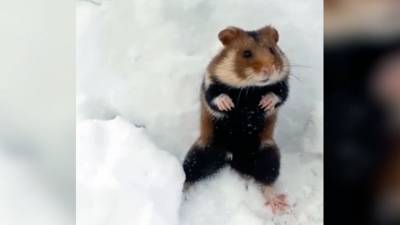 При уборке снега нижегородец наткнулся на милого хомяка