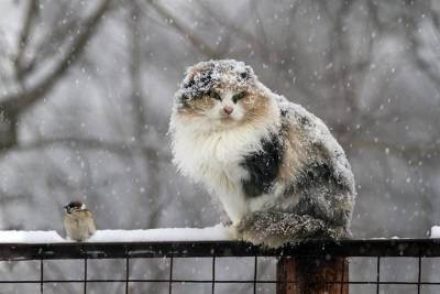 В Смоленской области снова пойдет снег