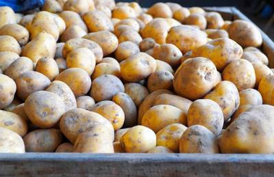 Предприятия готовы строить картофелехранилища при наявности господдержки