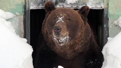 В нижегородском зоопарке пробудился первый бурый медведь