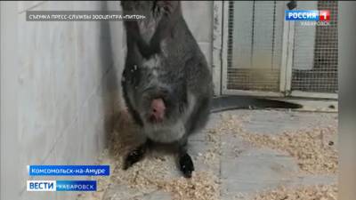 Зоопарк Комсомольска впервые показал детеныша кенгуру
