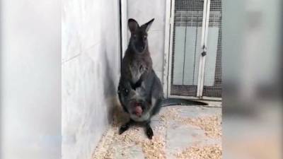 Вести. Зоопарк Комсомольска впервые показал детеныша кенгуру