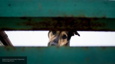 Валуев рассказал о недостатках закона о бездомных животных