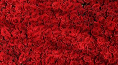 Ленобласть вырастила миллион роз к 8 Марта