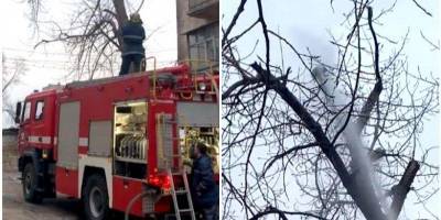 Сбили струей воды: в Кривом Роге попытка пожарных снять кошку с дерева закончилась ее гибелью — видео