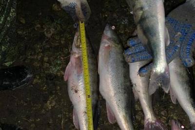Пограничники нашли браконьеров, наловивших рыбы в Ахтанизовском лимане на 200 тысяч рублей