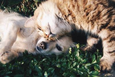 Скоро россияне смогут прививать от коронавируса собак и кошек