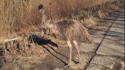 В Черновцах потеряли страуса: птица бродила возле реки и не боялась людей – видео