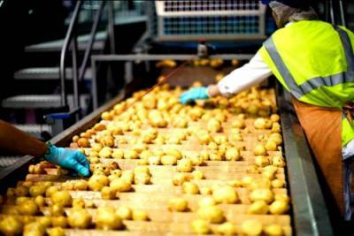 На Львовщине построят завод по переработке картофеля за 7 миллионов долларов