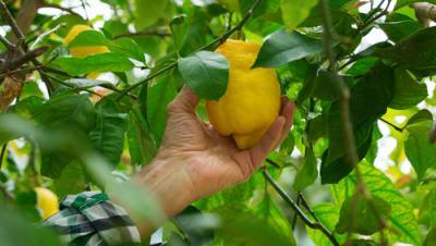 На любителя рвать лимоны в соседском саду подали иск в суд Ришон ле-Циона