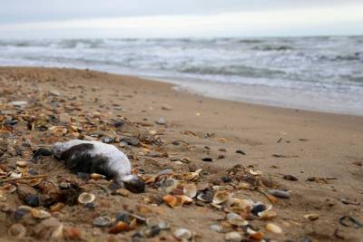 В Аграханском заливе Дагестана обнаружено около 300 мертвых птиц