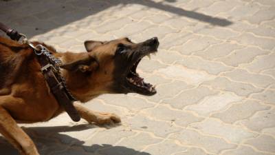 Валуев объяснил причины нападения собак на людей в городах