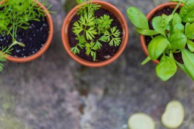 Микроферма за неделю: как вырастить зелень на подоконнике