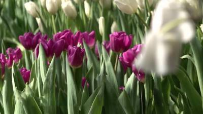 Вести. В оранжереях Ботанического сада Владивостока распустились более 50 сортов тюльпанов