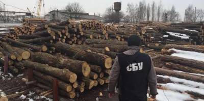 Многомиллионные хищения в украинских лесхозах обнаружила и пресекла СБУ