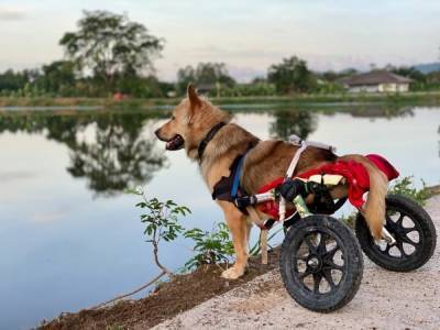 Много счастливых собак: как в Таиланде спасают животных с инвалидностью
