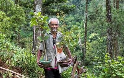 Индонезиец в одиночку высадил 11 тысяч деревьев