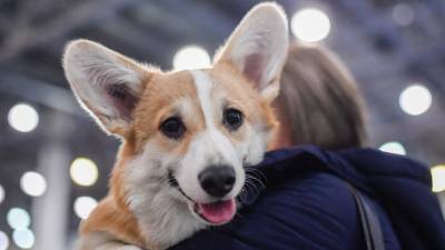 «Против безответственного обращения»: в Госдуму внесли закон об обязательной регистрации домашних животных