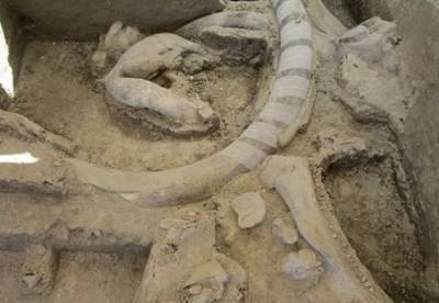 Археологи обнаружили "ловушку" для мамонтов, которой 14 тыс. лет