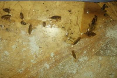 Тараканы атакуют: в Оренбурге зафиксирован очередной рост популяции паразитов