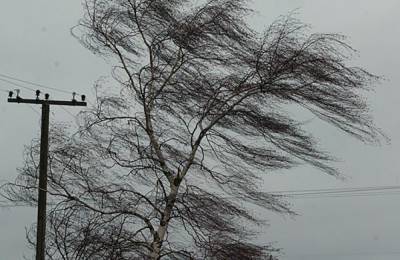 В МЧС предупредили об усилении ветра в Ленобласти