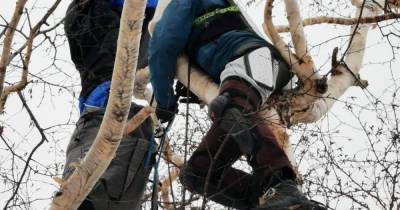 На Камчатке спасли застрявшего на дереве парапланериста