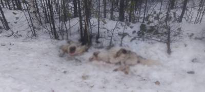 Шокирующая находка: жители поселка в Карелии обнаружили мешок с останками животных (ФОТО)
