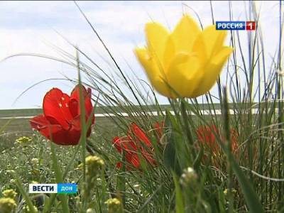 В степях Ростовской области стали всходить тюльпаны и ирисы