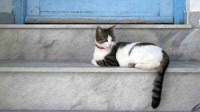 Зоолог предупредил владельцев домашних кошек об опасности