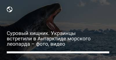 Суровый хищник. Украинцы встретили в Антарктиде морского леопарда – фото, видео