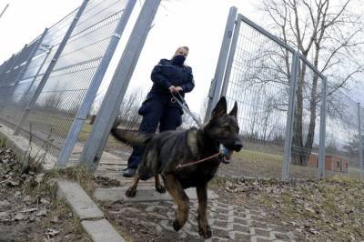 В Польше собакам будут платить пенсию: каких животных отправят на заслуженный отдых