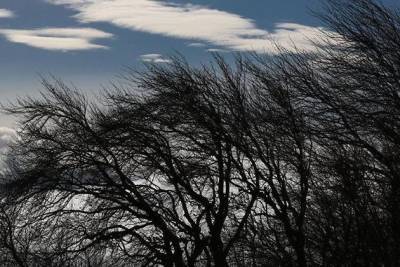 МЧС предупредило забайкальцев о сильном ветре 31 марта - 2 апреля