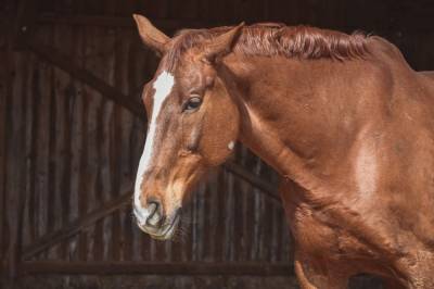 Лошадь откусила палец ребенку в симферопольском зоопарке