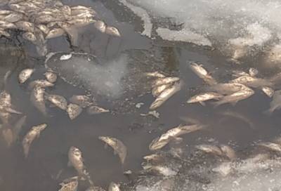 Названа причина массовой гибели рыб в Екатерининском парке Петербурга