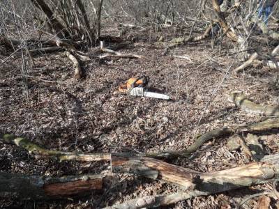 В Северодонецком районе полиция обнаружила нелегальных лесорубов