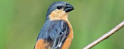 Самки молодого вида птиц отвергают самцов эволюционно близкого вида