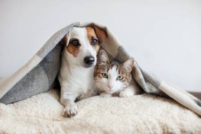 В Госдуму внесен законопроект об обязательной регистрации собак и кошек