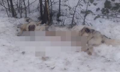 Мертвых собак в мешках обнаружили в Карелии: полиция проводит проверку (18+)